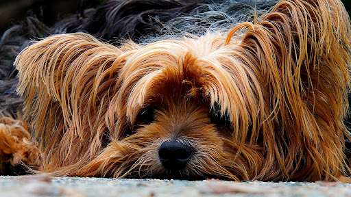 Yorkshire Terrier Dog Wallpaper HD