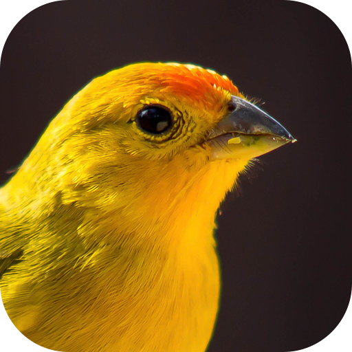 Song of Canaries 4.2 Icon