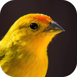 Icon image Song of Canaries