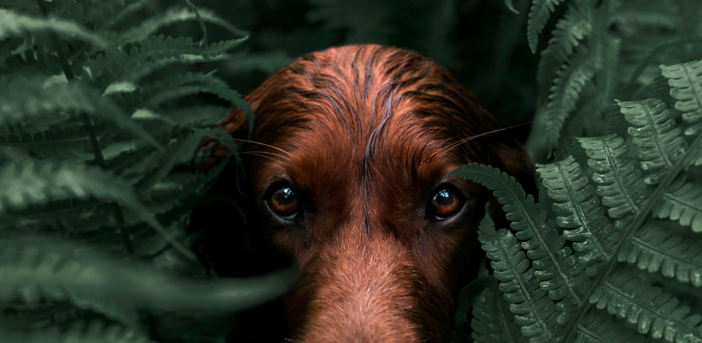 Banner Image Lightroom Photo & Video Editor Mod APK