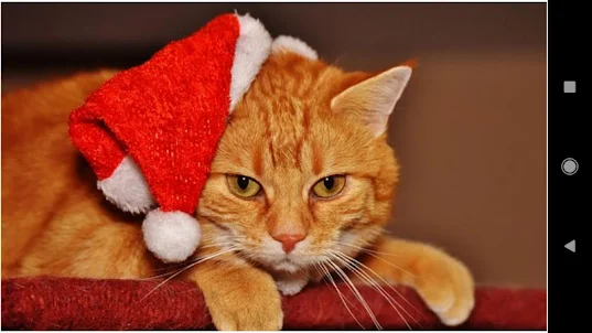 Hình nền mèo Giáng sinh