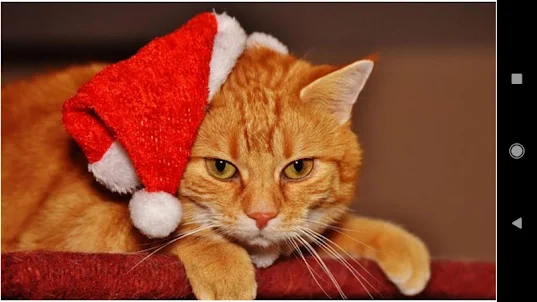 Christmas Cat Wallpapers