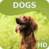 Dogs wallpapers HQ icon