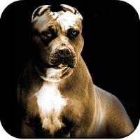 Pitbull Dog Wallpapers HD