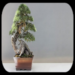 Cover Image of डाउनलोड idea collection of bonsai plan  APK
