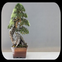 idea collection of bonsai plants