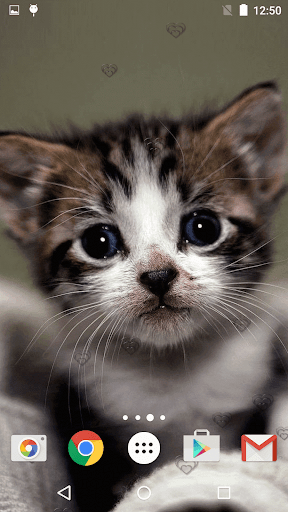 Chatons Fond D Ecran Anime Applications Sur Google Play