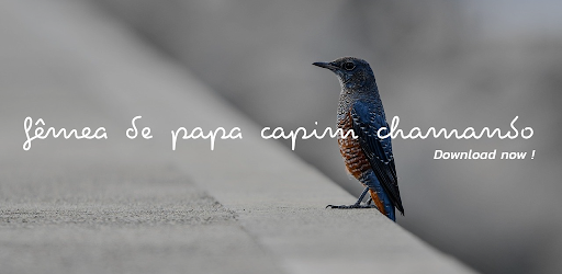 Fêmea de Papa Capim Chamando Screen 2