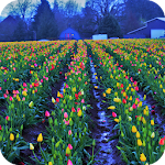 Cover Image of Download Spring Wallpaper  APK