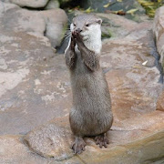 otters at play