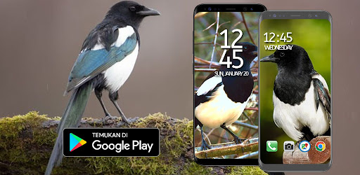 Suara Kicau Burung Murai Batu