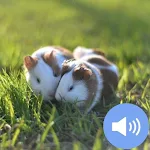 Cover Image of Скачать Hamster Sounds and Wallpapers  APK
