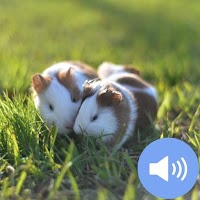 Hamster Sounds and Wallpapers