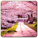 Cherry Blossom Wallpapers icon