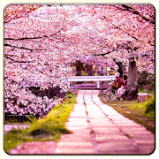 Cherry Blossom Wallpapers  Icon