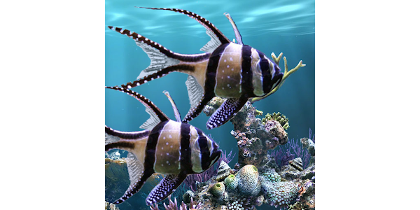 The real aquarium - LWP - Apps on Google Play