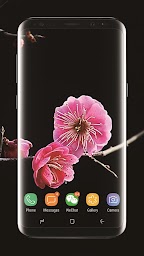 Sakura Flower Live Wallpaper Free