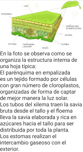 BOTÁNICA BÁSICA Screen 3