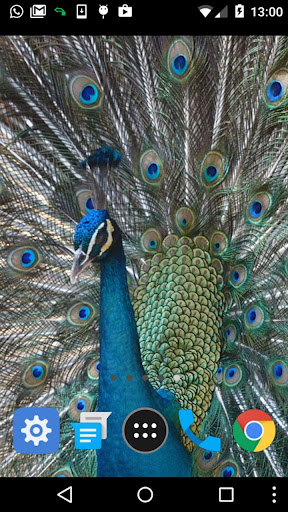 peacock video wallpaper Screen 2