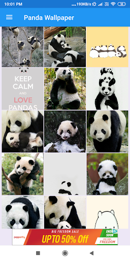 Panda HD Wallpapers