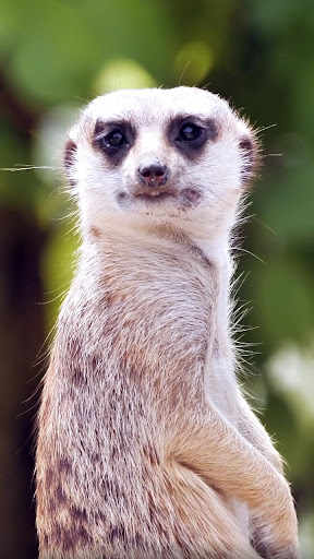 Android application meerkat wallpaper screenshort