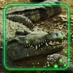 Cover Image of Descargar Crocodiles Photo  APK