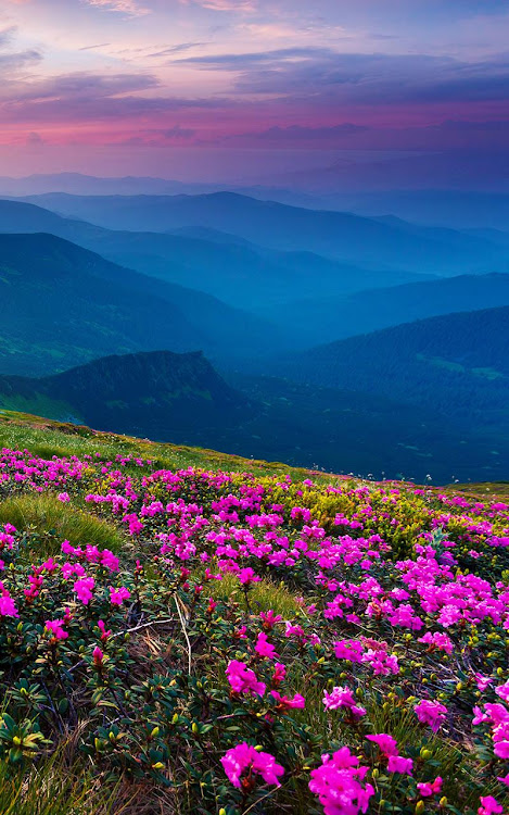 Mountain Flower Live Wallpaper - 8.0 - (Android)
