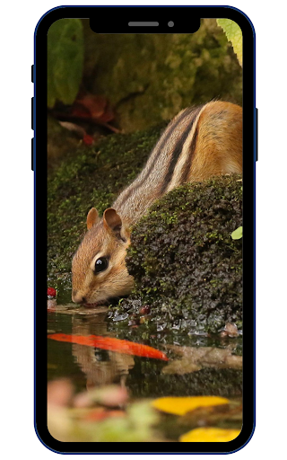 Chipmunk Wallpaper Screen 2