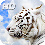 White Tiger HD wallpapers icon