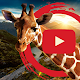 Animal Documentaries - Wildlife Download on Windows