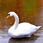 Cover Image of Download Swan HD Wallpapers 1.0.0.6 APK