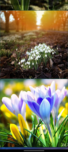 Bing today wallpaper Screen 2