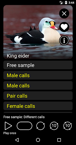 Birds of North America: Decoys Screen 3