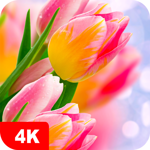 Tulip Wallpapers 4K  Icon
