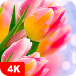 Cover Image of Télécharger Tulip Wallpapers 4K  APK