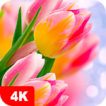 Cover Image of Download Tulip Wallpapers 4K 5.5.61 APK