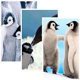 Penguins Live Wallpaper icon