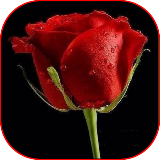 Flowers Live Animated logo