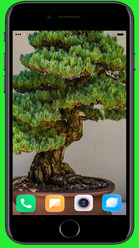 Bonsai Tree Wallpaper