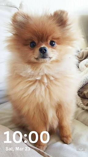 Pomeranian Wallpaper HD and 4K