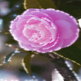 Soft Pink Rose Live Wallpaper icon