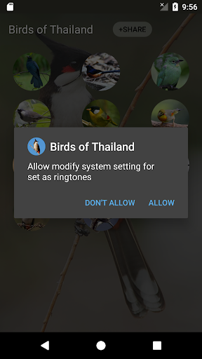 bird sounds from Thailand