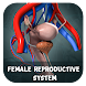 女性の生殖システム生殖3Dモデル