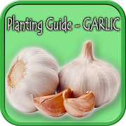 Planting Guide - GARLIC