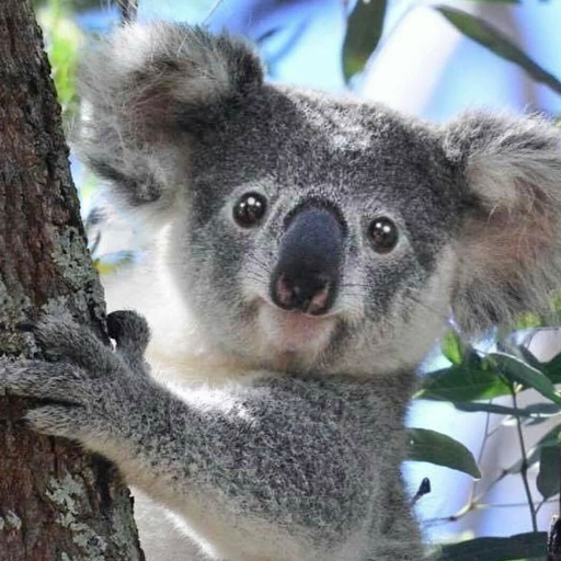 koala