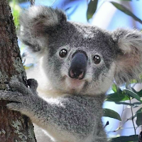 Говоря Koala Bear