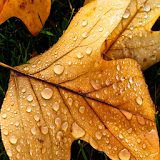 Autumn Leaves Free Wallpaper icon