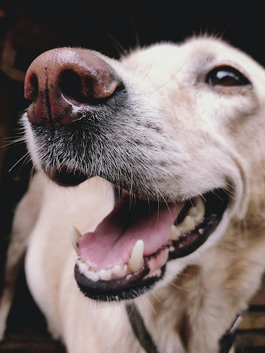 My Love Dogs Wallpapers Screen 3