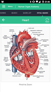 Human Organs Anatomy Reference Captura de pantalla