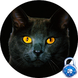 Black Cat Free Lock Screen Pro icon
